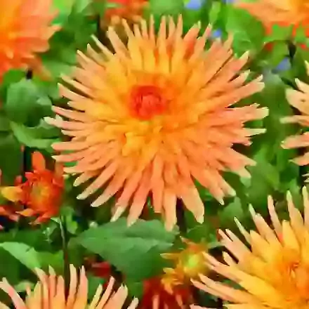 Cactus & Semi-Cactus